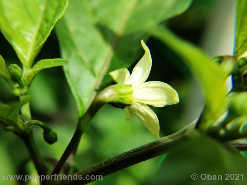 bhut-jolokia-caramel_002_fiore_01.jpg