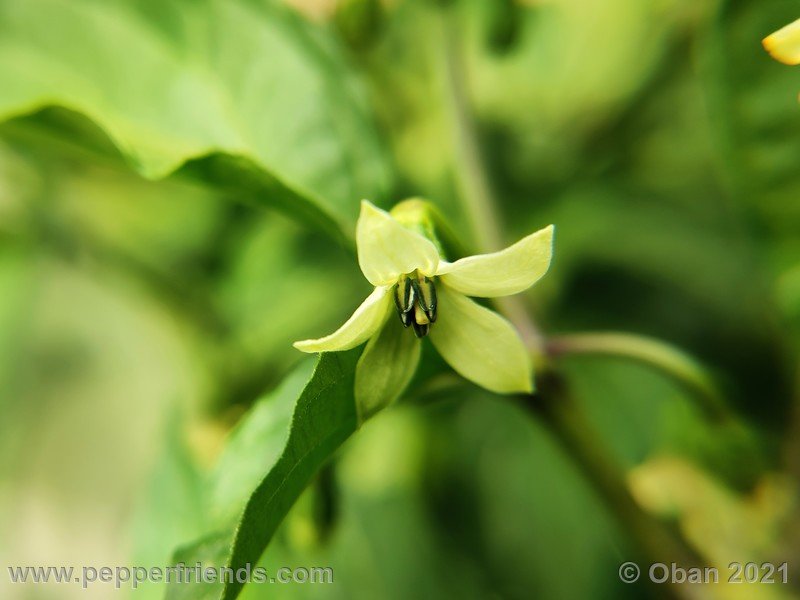 bhut-jolokia-caramel_002_fiore_02.jpg