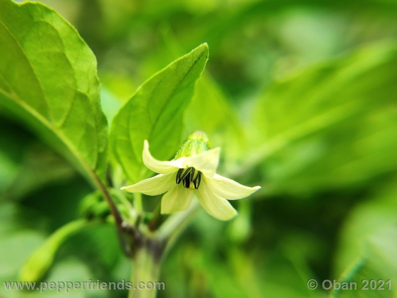 bhut-jolokia-caramel_002_fiore_03.jpg