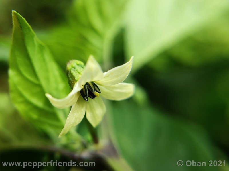 bhut-jolokia-caramel_002_fiore_04.jpg