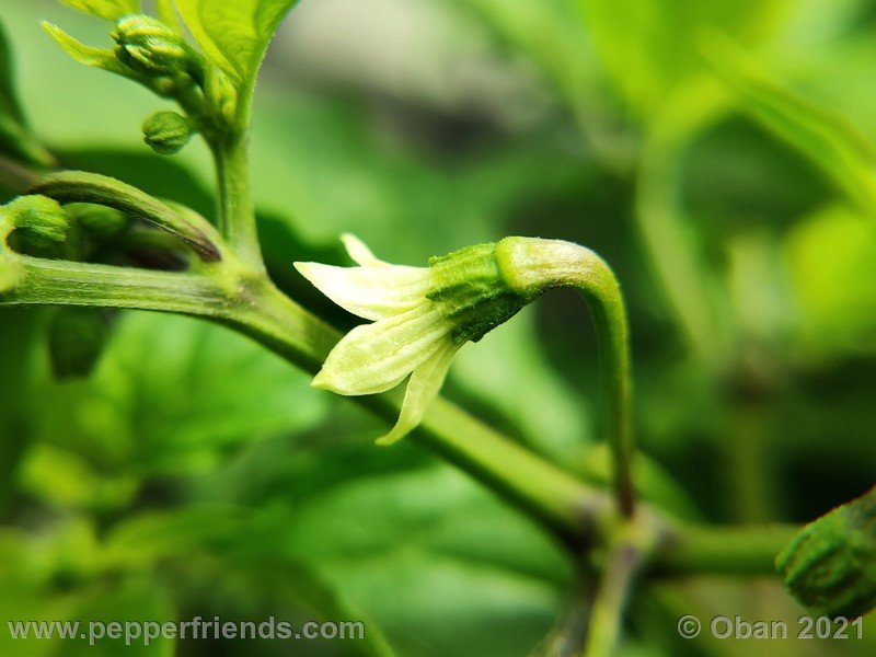 bhut-jolokia-caramel_002_fiore_05.jpg