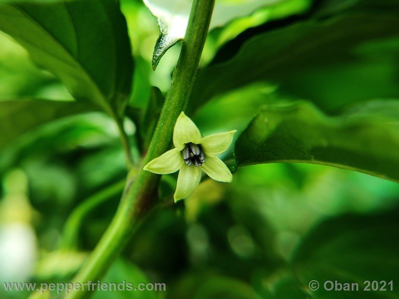 bhut-jolokia-caramel_002_fiore_06.jpg