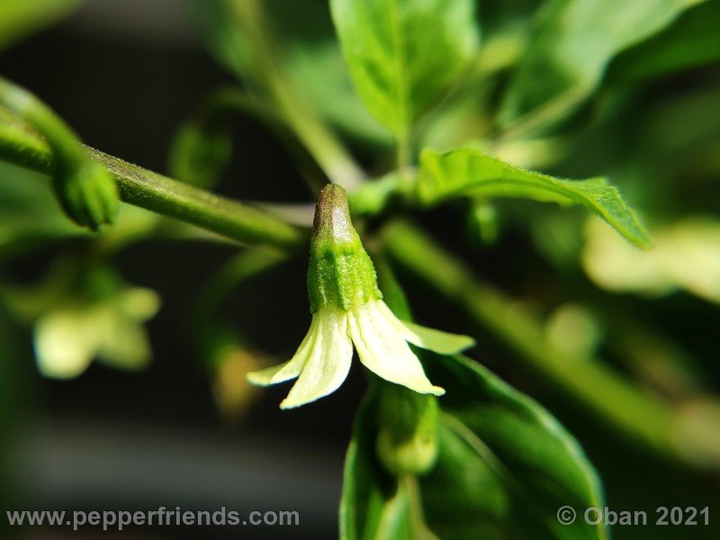 bhut-jolokia-caramel_002_fiore_08.jpg