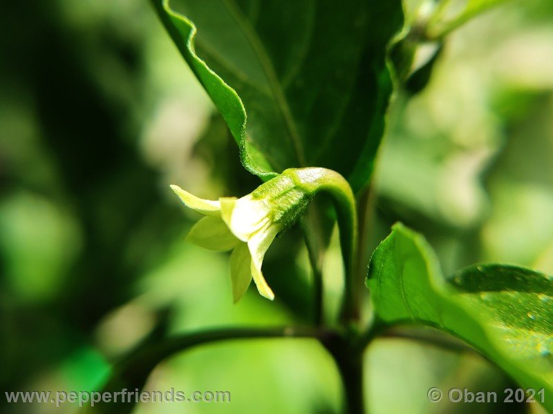 bhut-jolokia-caramel_002_fiore_09.jpg