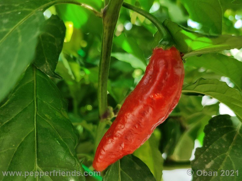 bhut-jolokia-caramel_002_frutto_05.jpg