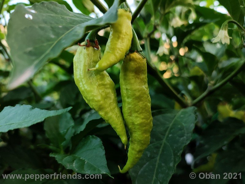 bhut-jolokia-caramel_002_frutto_07.jpg