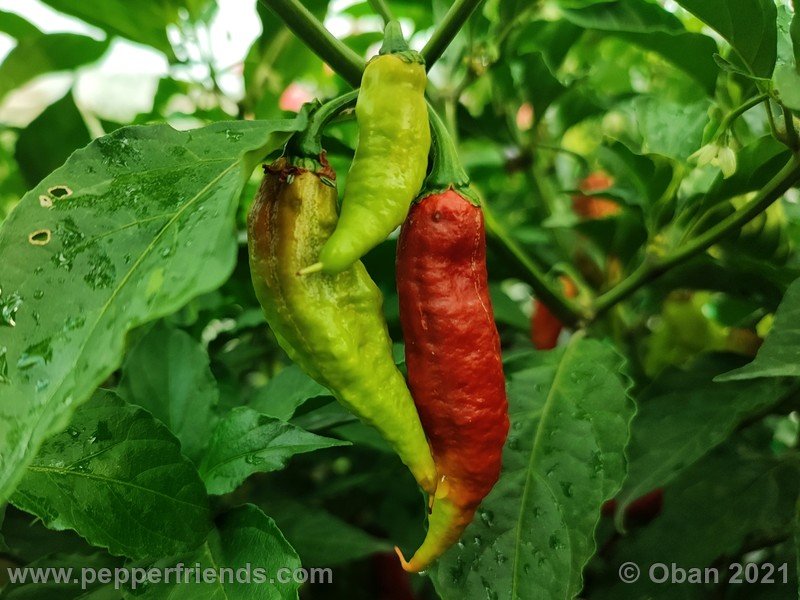 bhut-jolokia-caramel_002_frutto_08.jpg