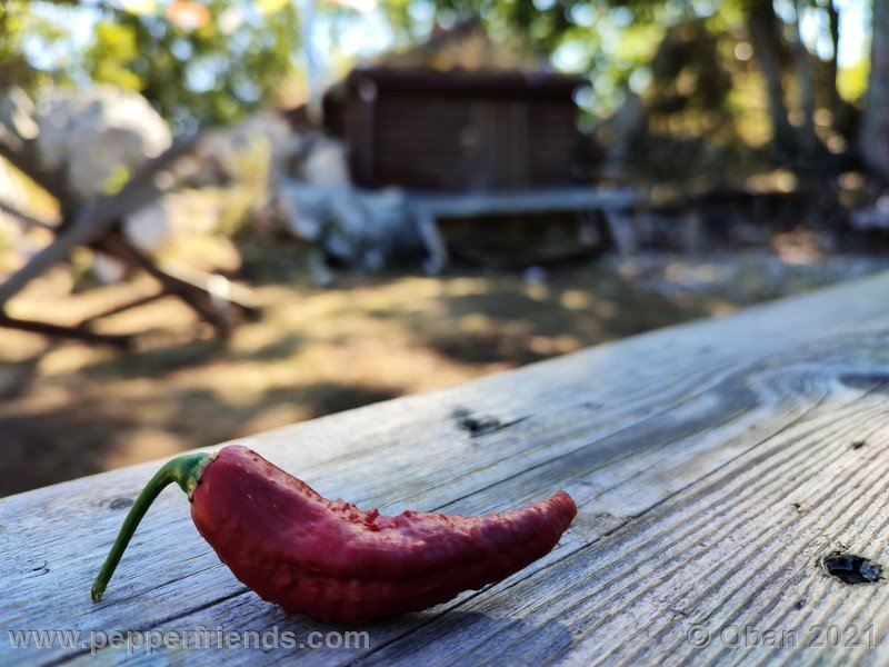 bhut-jolokia-caramel_002_frutto_11.jpg