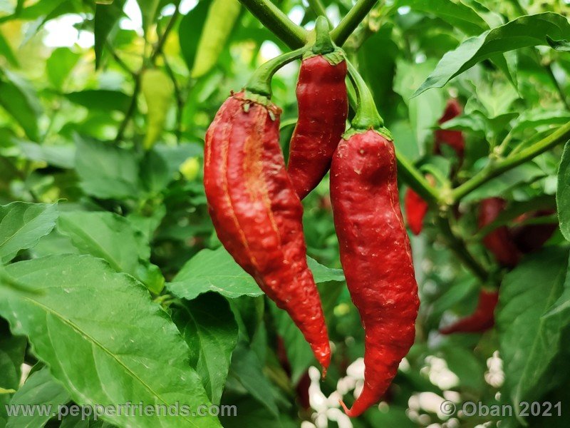 bhut-jolokia-caramel_002_frutto_14.jpg