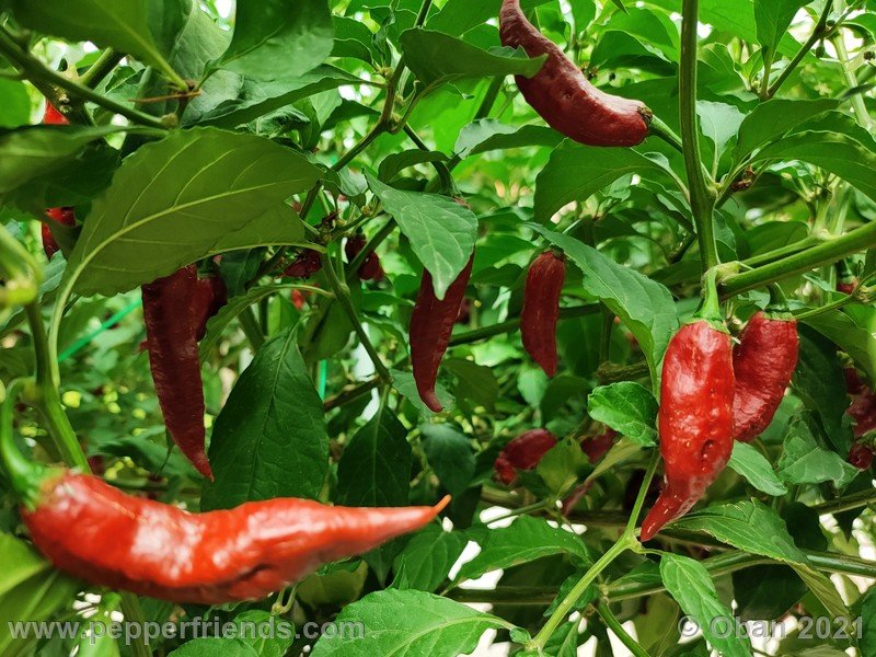 bhut-jolokia-caramel_002_frutto_15.jpg