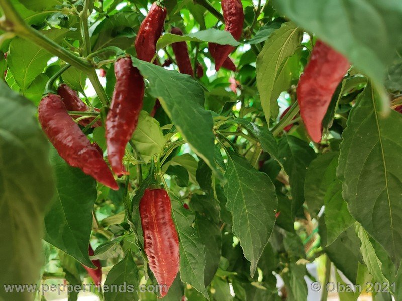 bhut-jolokia-caramel_002_frutto_17.jpg