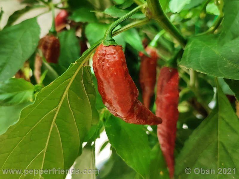 bhut-jolokia-caramel_002_frutto_18.jpg