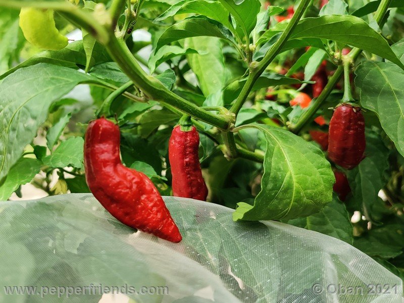 bhut-jolokia-caramel_002_frutto_19.jpg