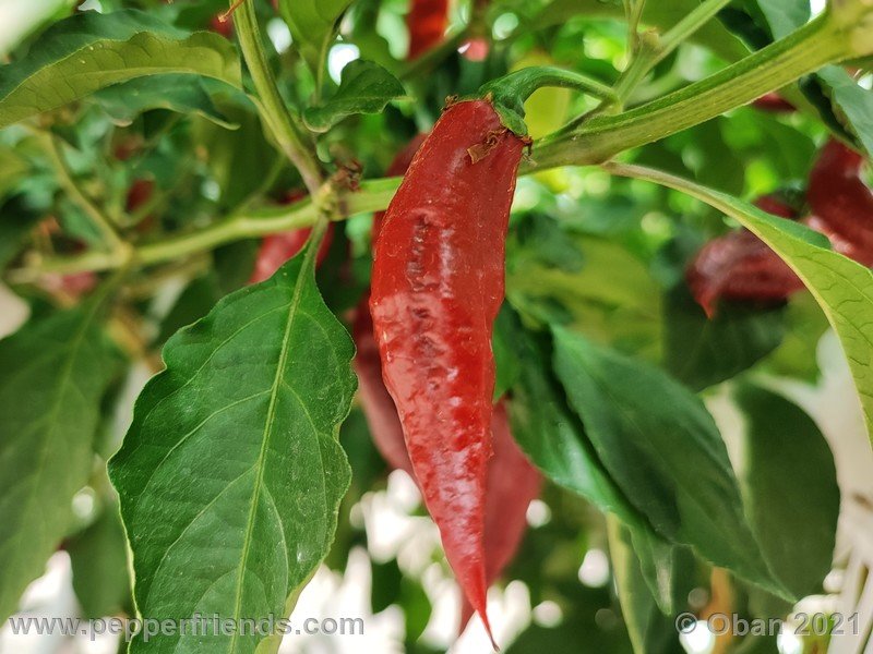 bhut-jolokia-caramel_002_frutto_20.jpg