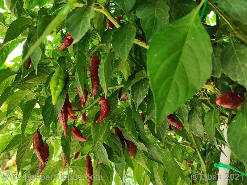 bhut-jolokia-caramel_002_frutto_22.jpg