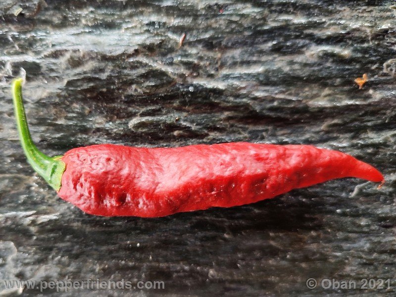 bhut-jolokia-caramel_002_frutto_28.jpg