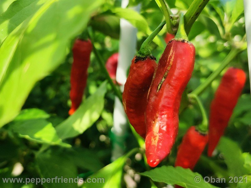 bhut-jolokia-caramel_002_frutto_32.jpg