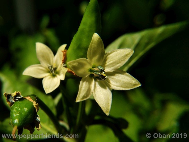 bhut-jolokia-cpi_002_fiore_02.jpg