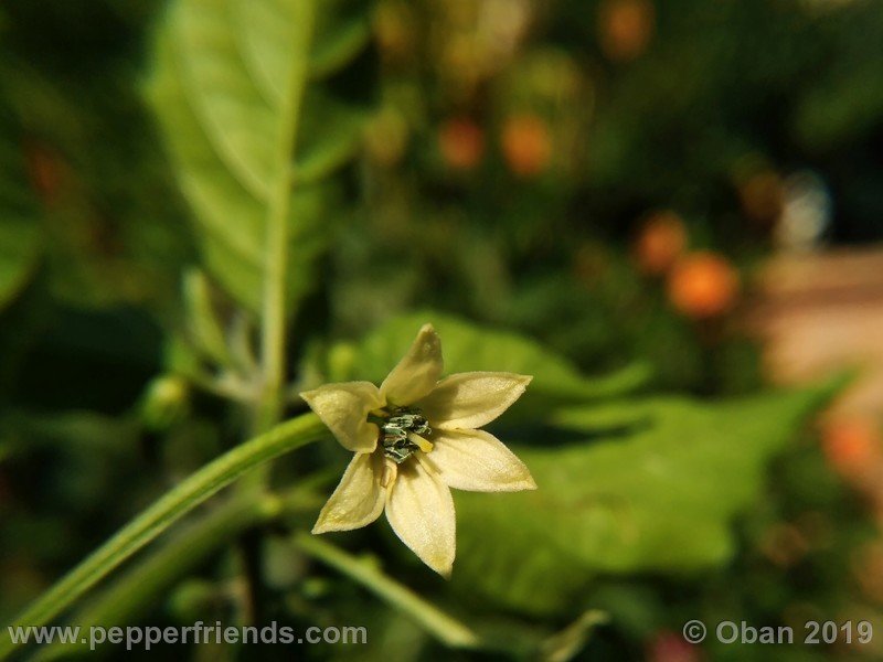 bhut-jolokia-cpi_002_fiore_03.jpg