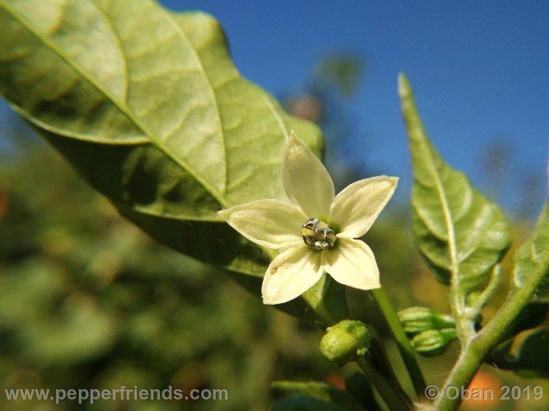 bhut-jolokia-cpi_002_fiore_05.jpg