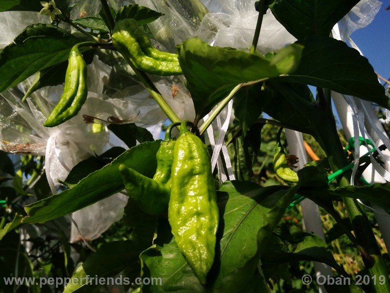 bhut-jolokia-cpi_002_frutto_03.jpg