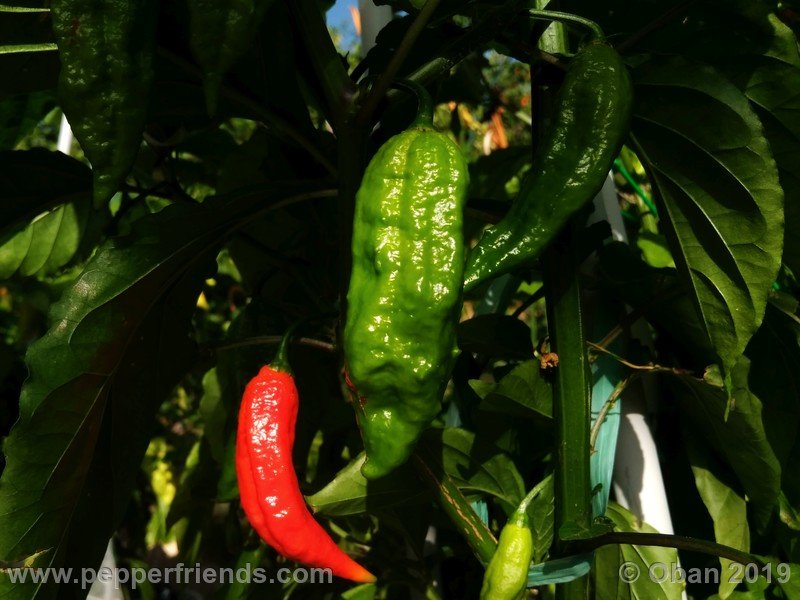 bhut-jolokia-cpi_002_frutto_04.jpg