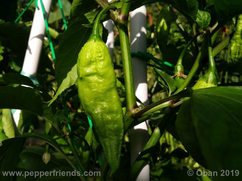 bhut-jolokia-cpi_002_frutto_05.jpg