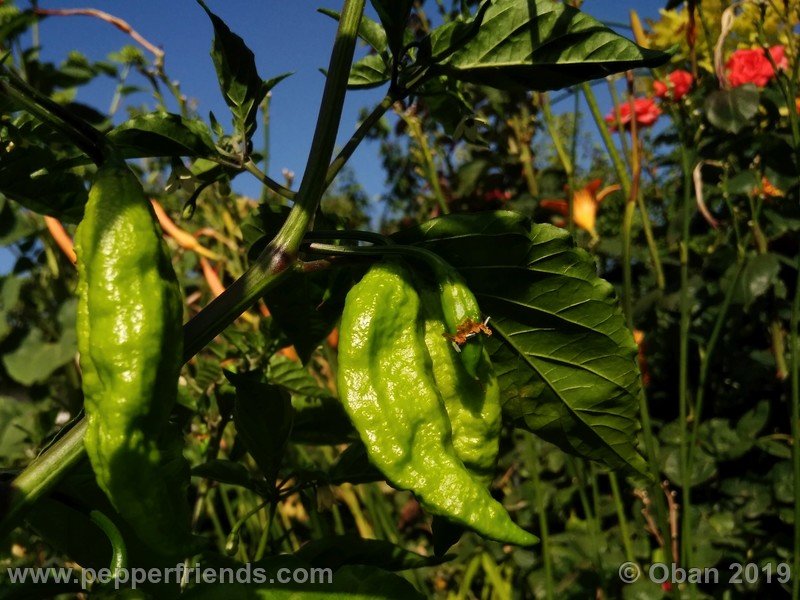 bhut-jolokia-cpi_002_frutto_06.jpg