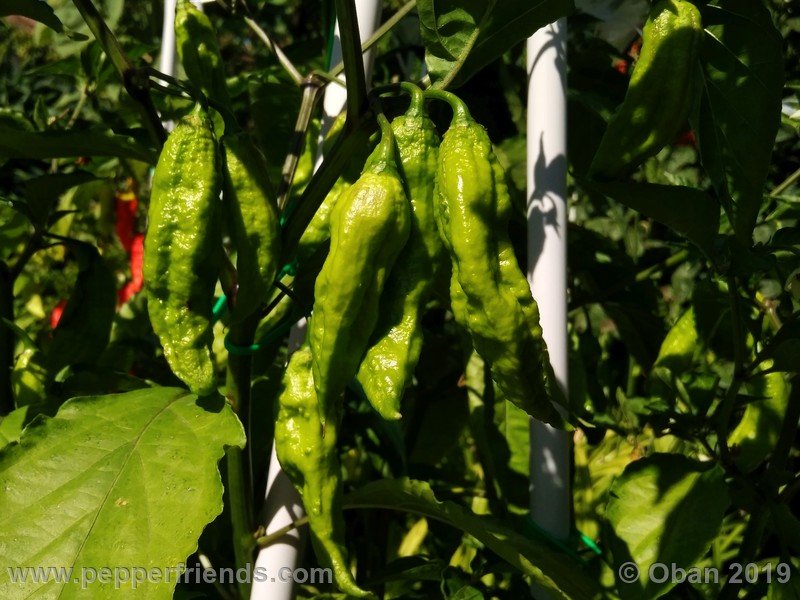 bhut-jolokia-cpi_002_frutto_10.jpg