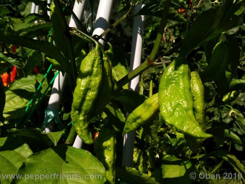 bhut-jolokia-cpi_002_frutto_11.jpg