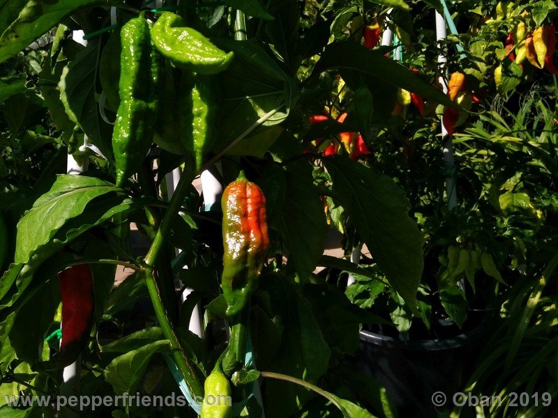 bhut-jolokia-cpi_002_frutto_12.jpg