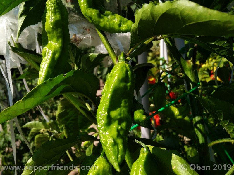 bhut-jolokia-cpi_002_frutto_14.jpg