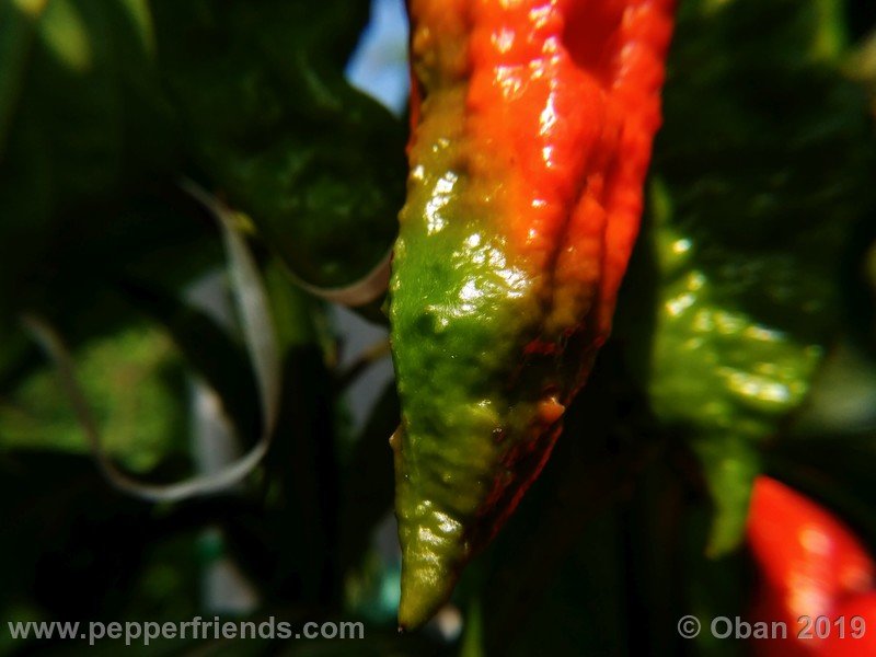 bhut-jolokia-cpi_002_frutto_15.jpg