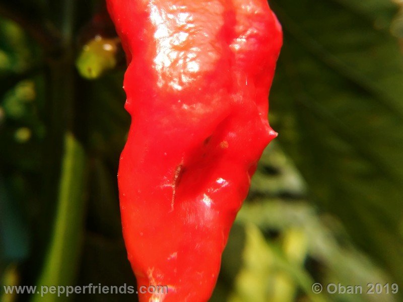 bhut-jolokia-cpi_002_frutto_16.jpg