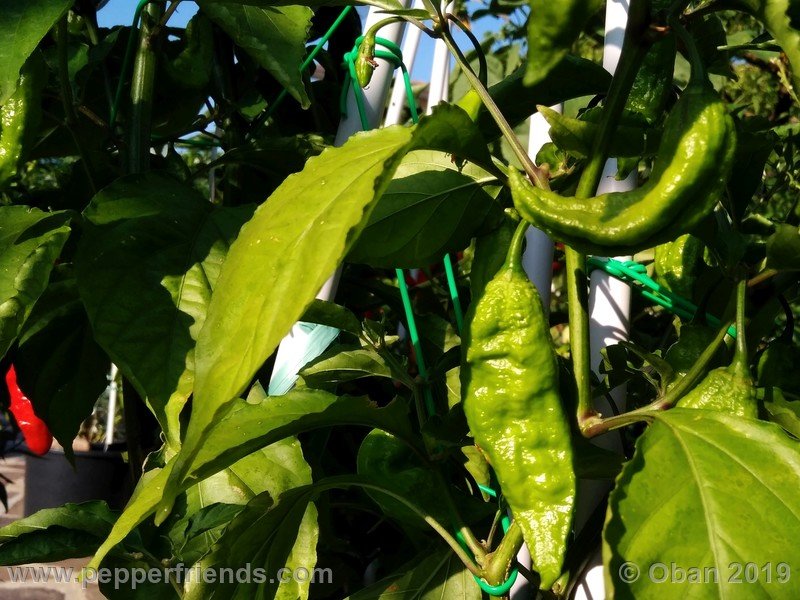 bhut-jolokia-cpi_002_frutto_17.jpg