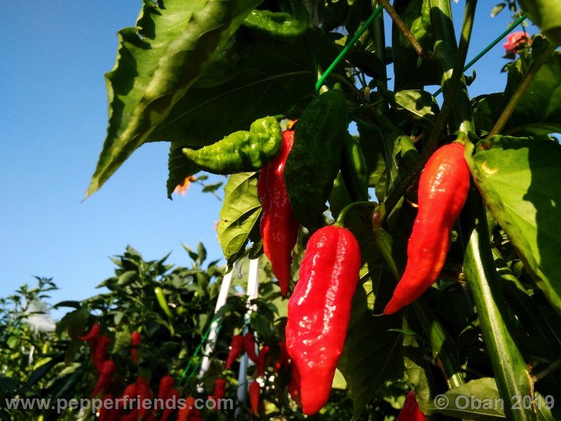 bhut-jolokia-cpi_002_frutto_18.jpg