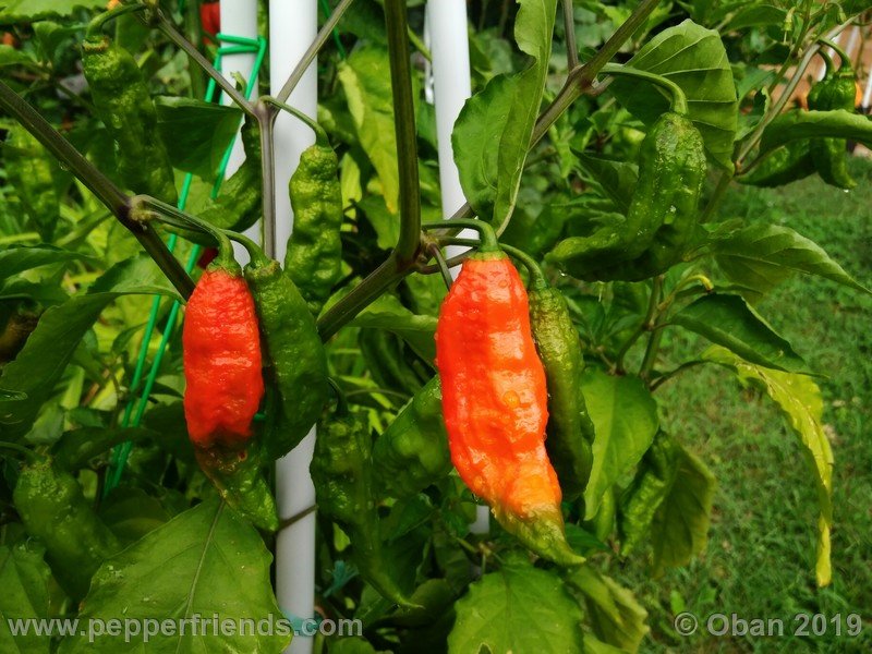 bhut-jolokia-cpi_002_frutto_20.jpg