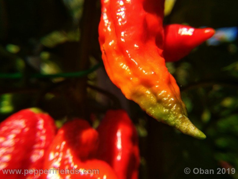 bhut-jolokia-cpi_002_frutto_21.jpg