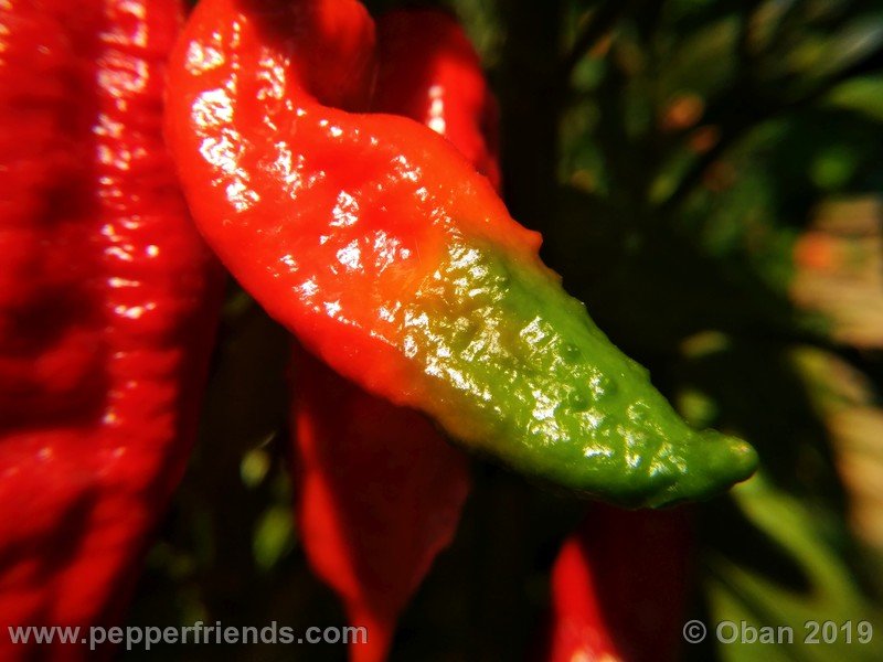 bhut-jolokia-cpi_002_frutto_22.jpg