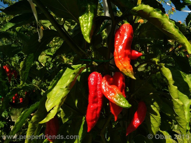 bhut-jolokia-cpi_002_frutto_23.jpg