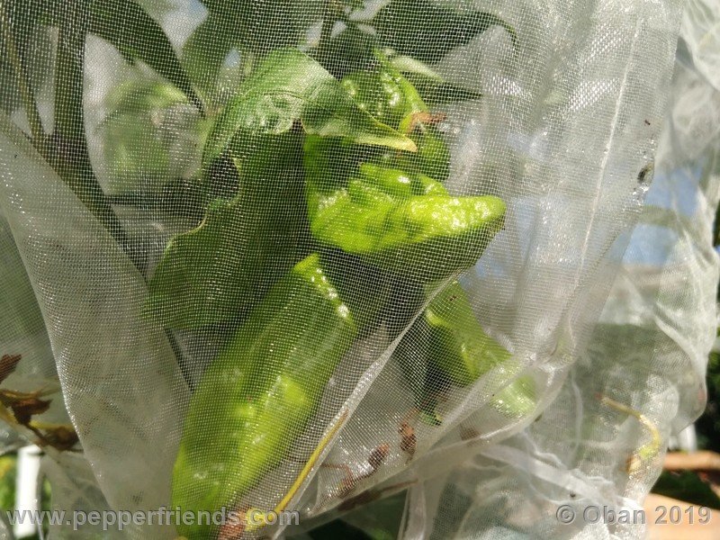 bhut-jolokia-cpi_002_frutto_24.jpg