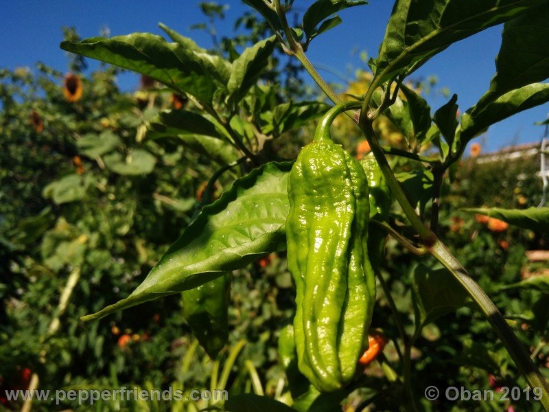 bhut-jolokia-cpi_002_frutto_25.jpg