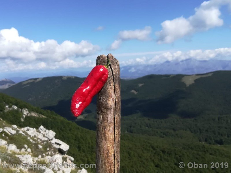 bhut-jolokia-cpi_002_frutto_27.jpg