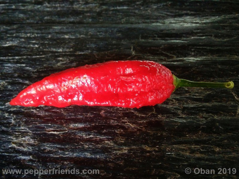 bhut-jolokia-cpi_002_frutto_29.jpg