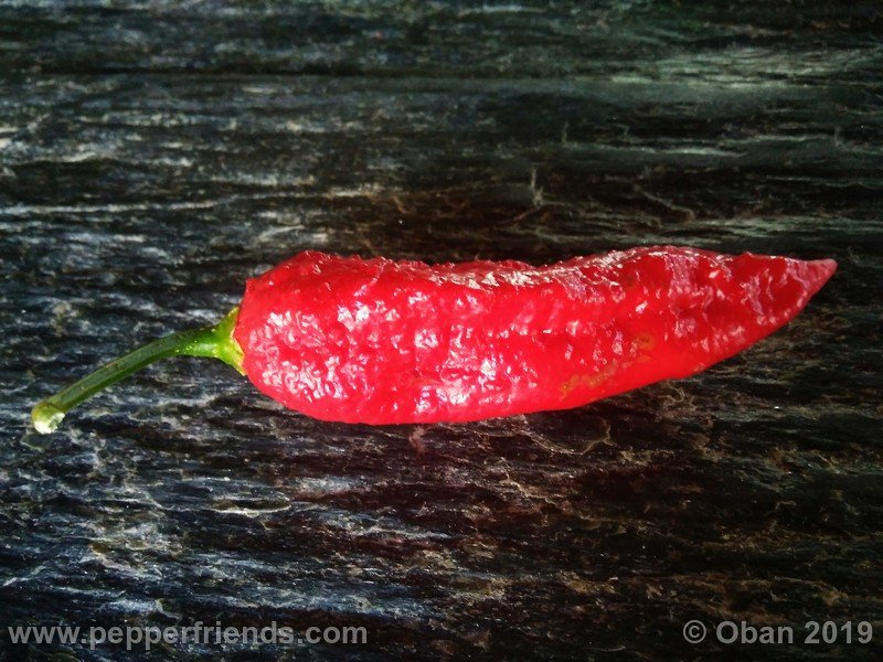 bhut-jolokia-cpi_002_frutto_30.jpg