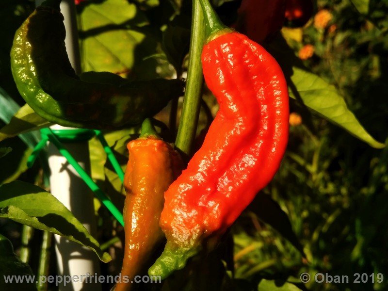 bhut-jolokia-cpi_002_frutto_32.jpg