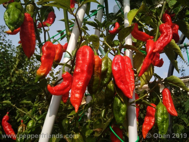 bhut-jolokia-cpi_002_frutto_36.jpg