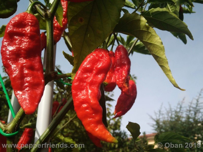 bhut-jolokia-cpi_002_frutto_38.jpg