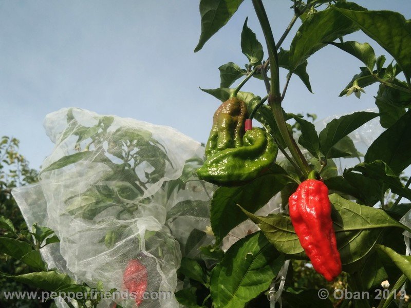 bhut-jolokia-cpi_002_frutto_39.jpg