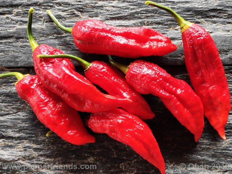 bhut-jolokia-cpi_002_frutto_53.jpg